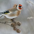 Stieglitz im ersten Schnee