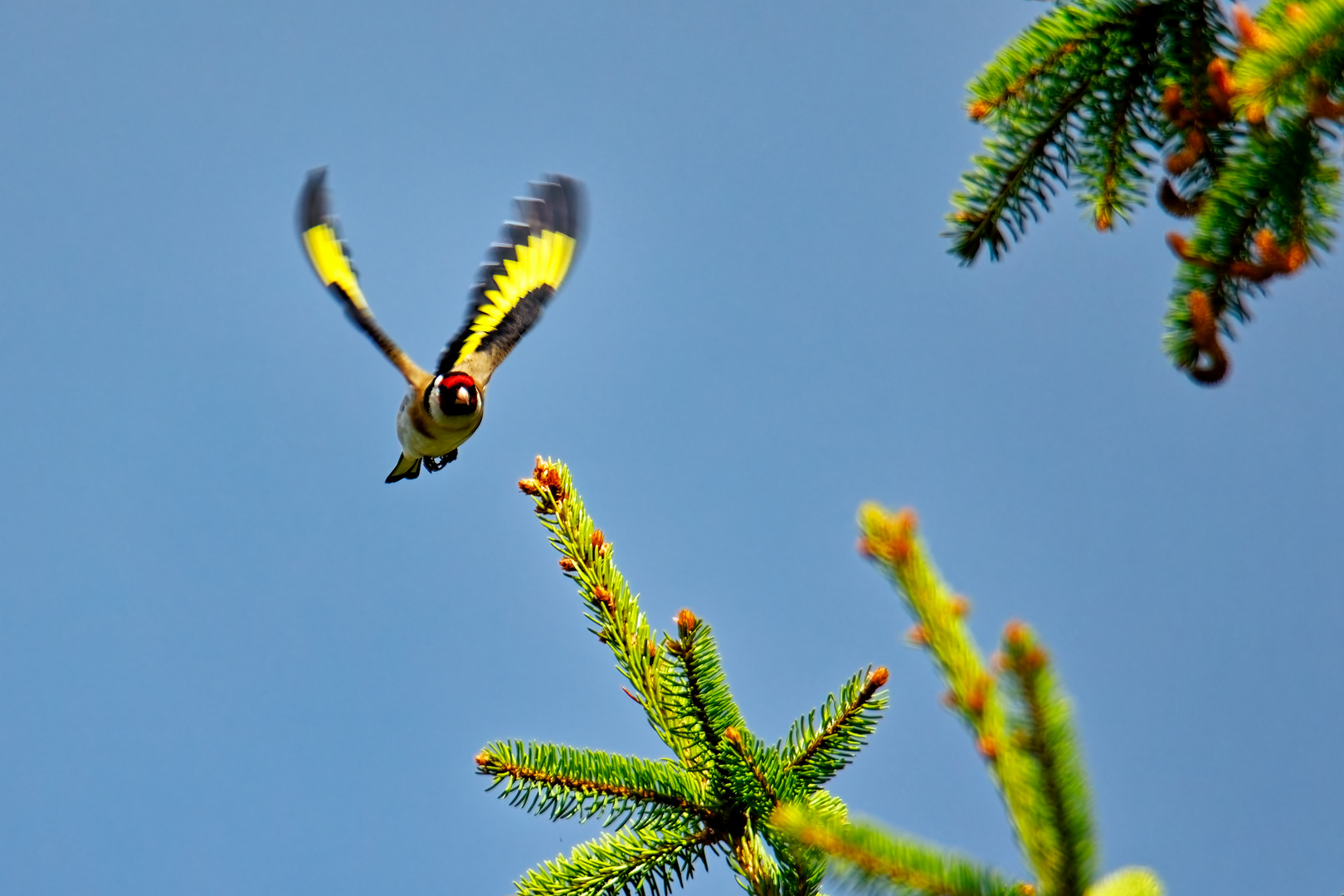 Stieglitz im Flug