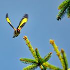 Stieglitz im Flug