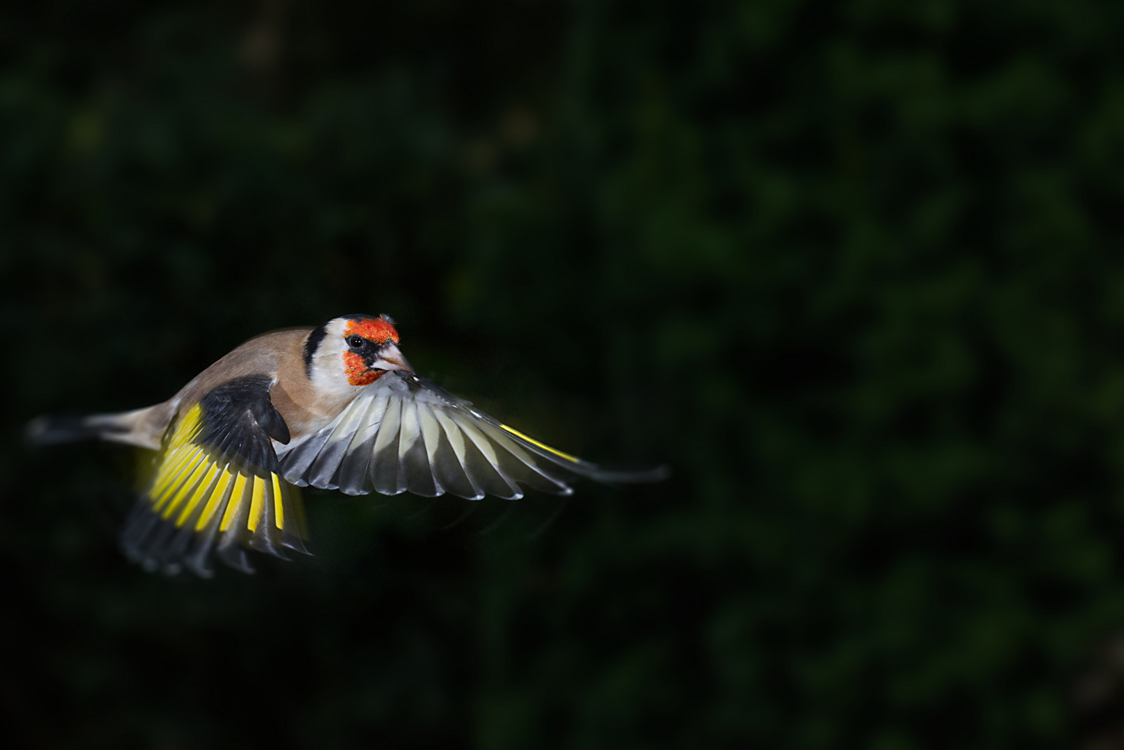 Stieglitz im Flug