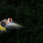 Stieglitz im Flug