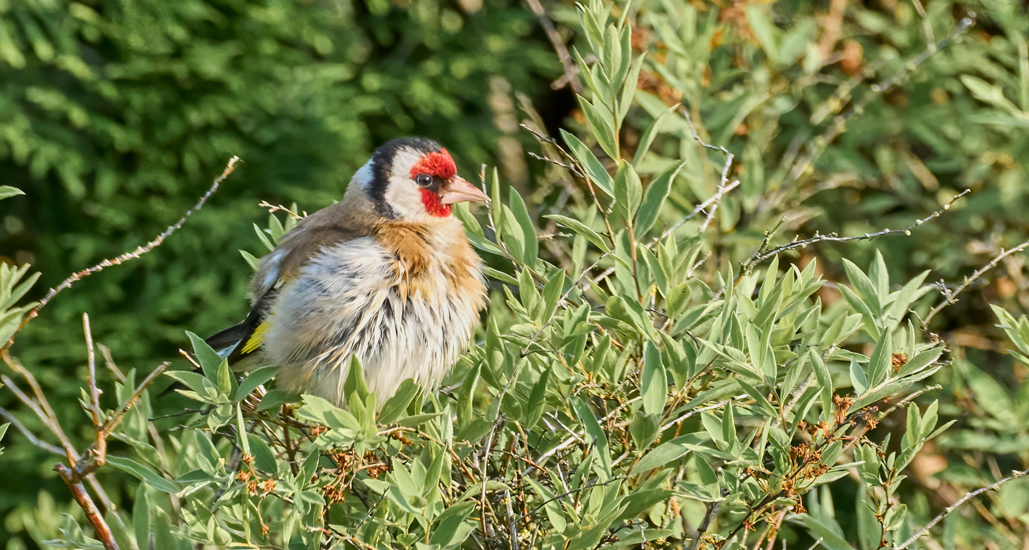 Stieglitz im Garten Foto & Bild tiere, wildlife, wild lebende vögel