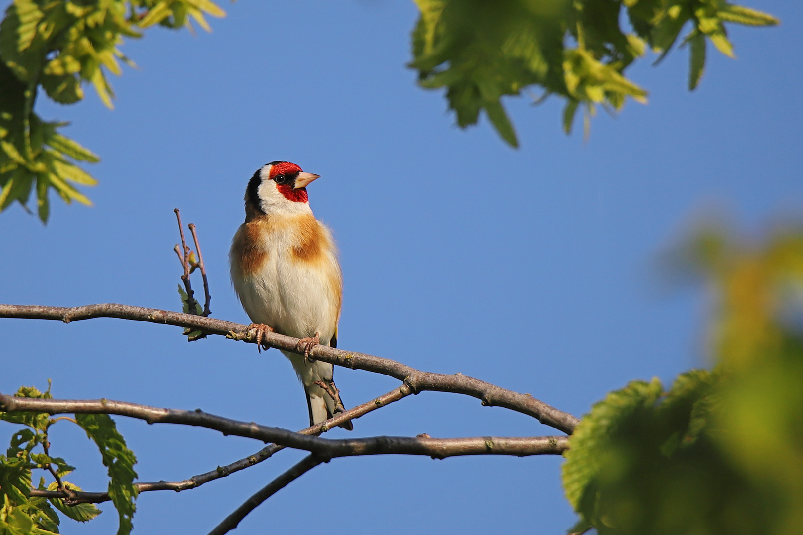 Stieglitz im Garten