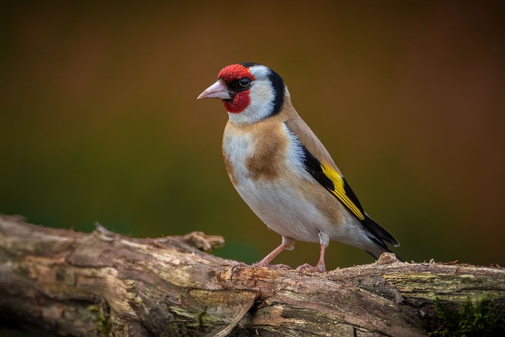 Stieglitz im Garten Foto & Bild tiere, wildlife, wild lebende vögel