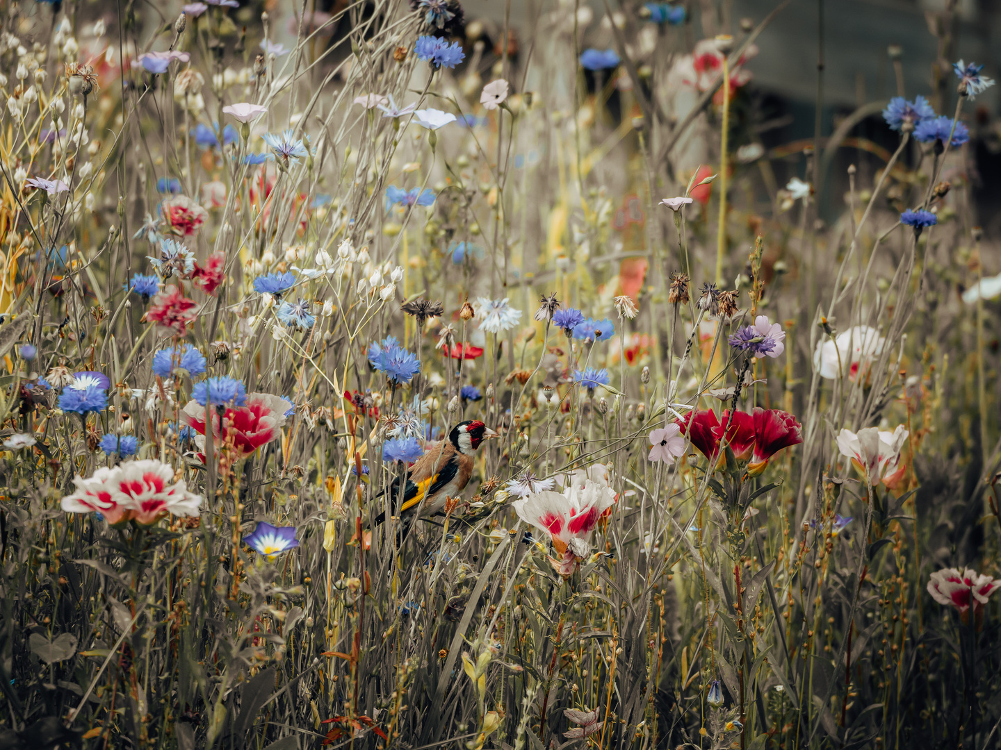 Stieglitz im Garten