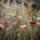 Stieglitz im Garten