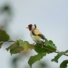 Stieglitz im Nachbarsgarten