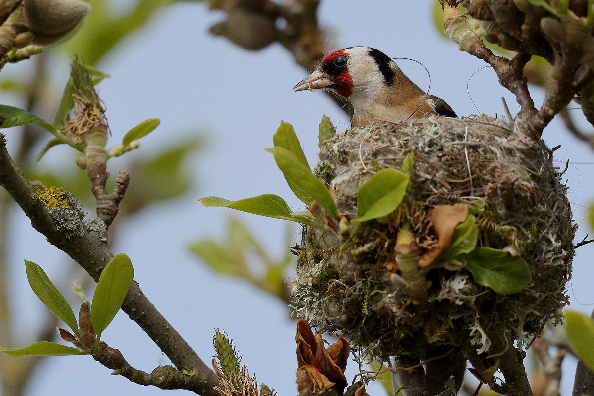 Stieglitz im Nest