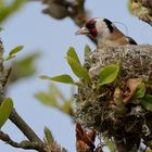 Stieglitz im Nest