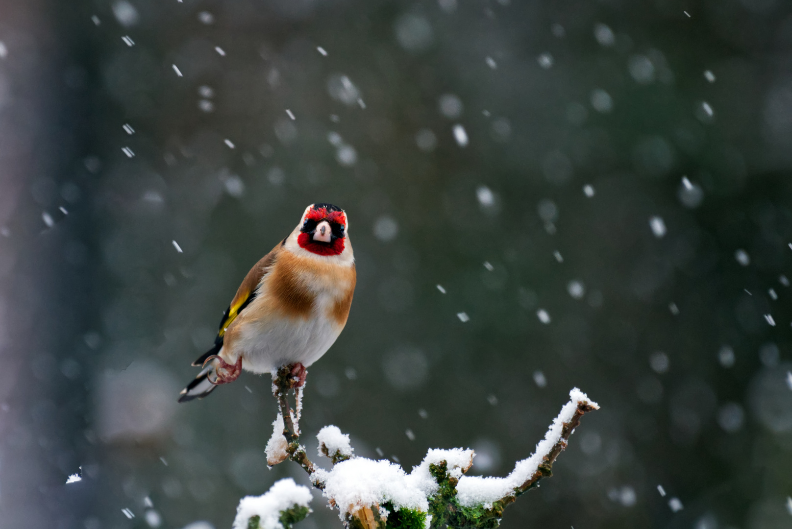 Stieglitz im Schnee