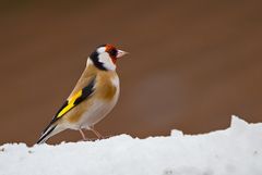 Stieglitz im Schnee