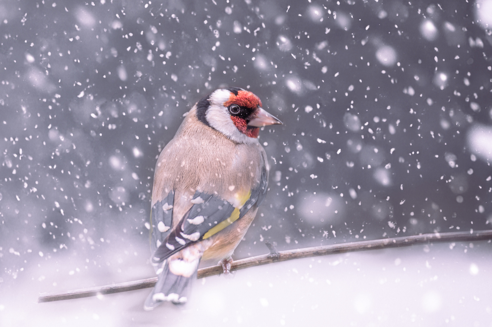 Stieglitz im Schneefall - "FROHE WEIHNACHTEN"