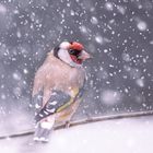 Stieglitz im Schneefall - "FROHE WEIHNACHTEN"