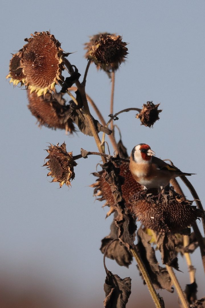 Stieglitz im Sonnenblumenfeld, 30.10.2016