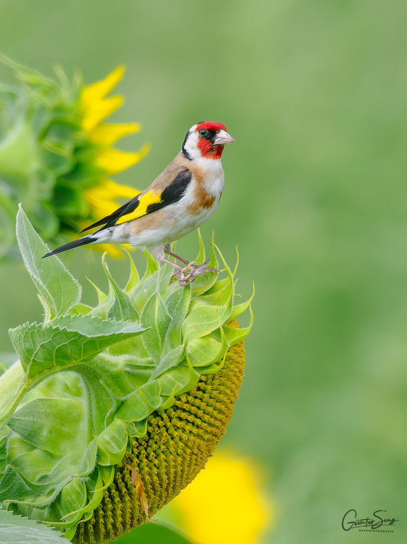 Stieglitz im Sonnenblumenfeld