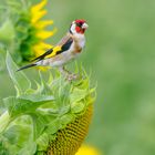 Stieglitz im Sonnenblumenfeld