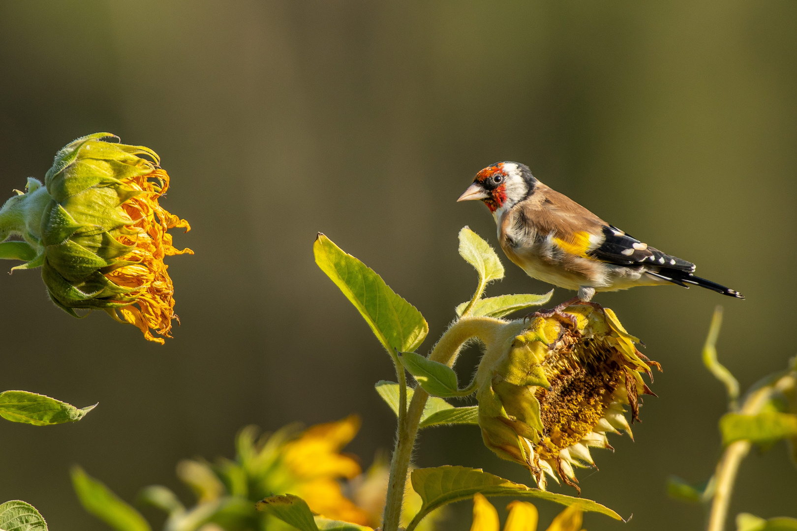 Stieglitz im Sonnenblumenfeld - der Tisch ist gedeckt!