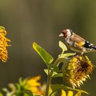 Stieglitz im Sonnenblumenfeld - der Tisch ist gedeckt!