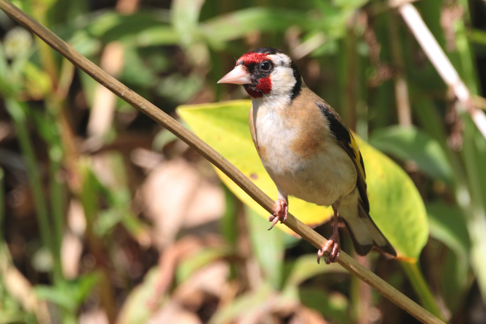 Stieglitz IMG_2293 Foto & Bild natur, tiere, vögel Bilder auf