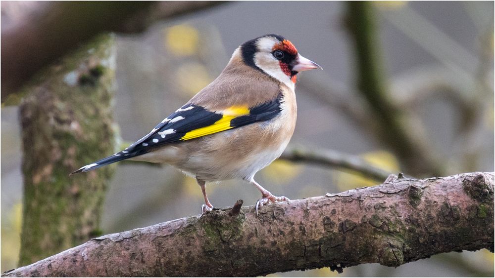 Stieglitz in Modelpose auf dem Ast.. Foto & Bild tiere, wildlife