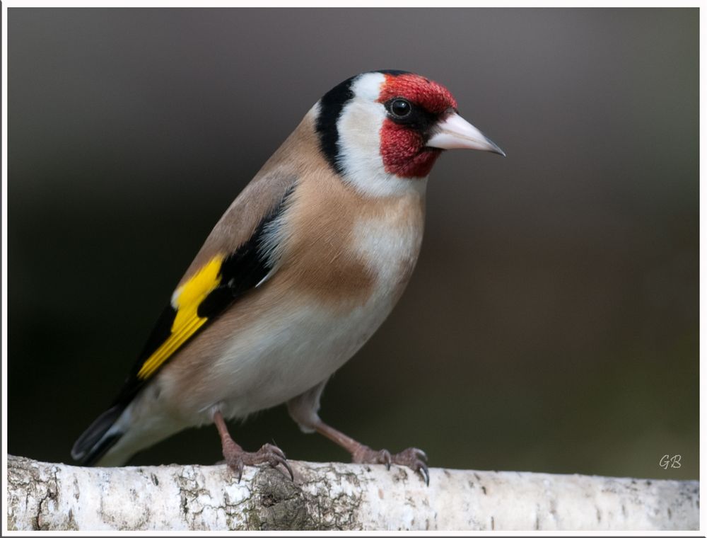 Stieglitz in Pose Foto & Bild tiere, wildlife, wild lebende vögel