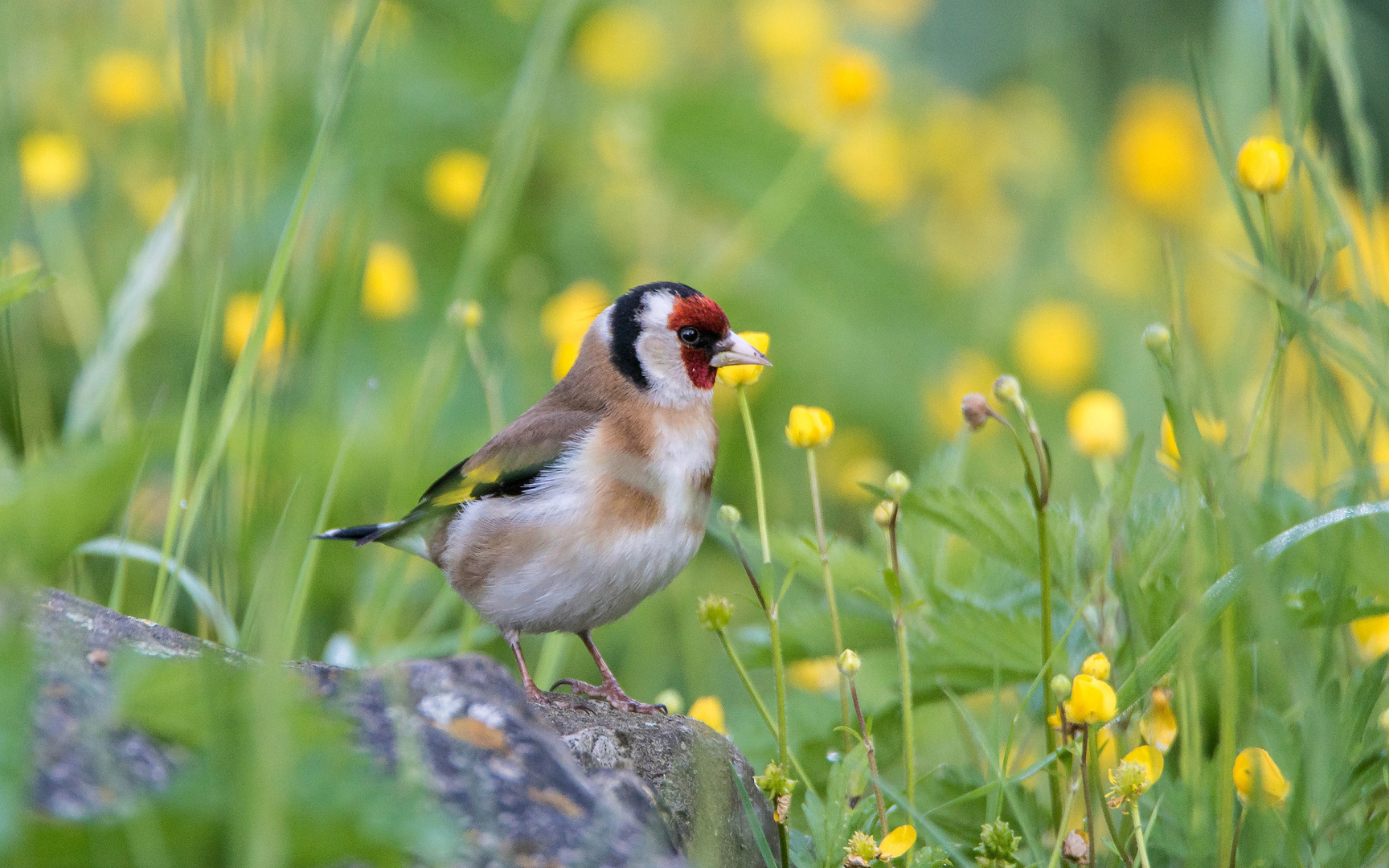 Stieglitz inmitten von Butterblumen Foto &amp; Bild | tiere, wildlife, wild ...