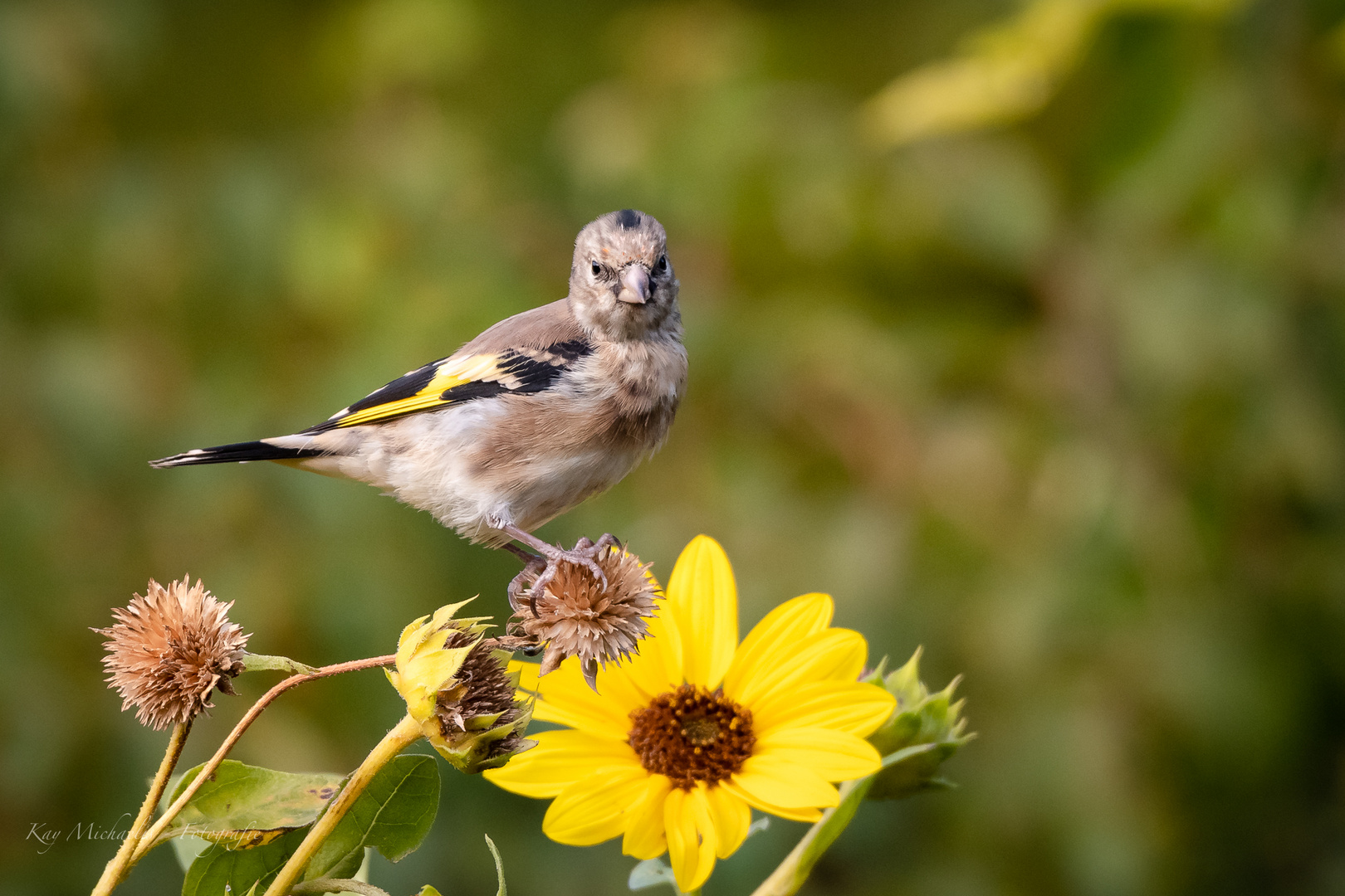 Stieglitz, Jungvogel