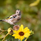 Stieglitz, Jungvogel