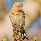 Stieglitz - Jungvogel