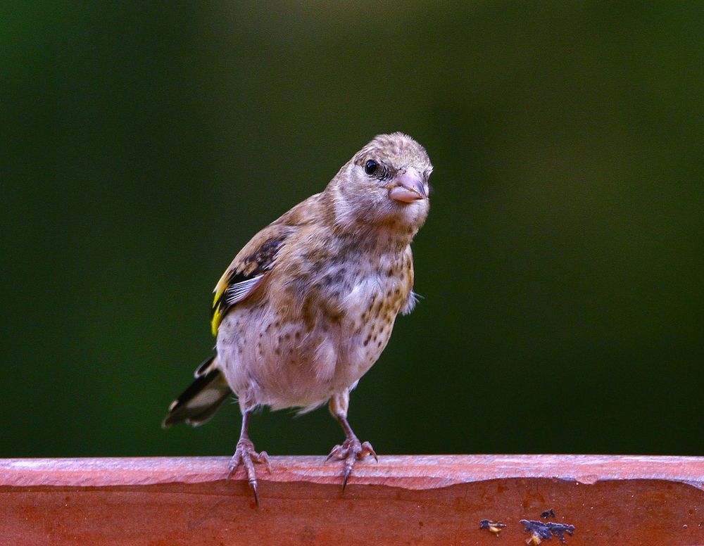 Stieglitz (Jungvogel) Foto & Bild tiere, wildlife, wild lebende vögel
