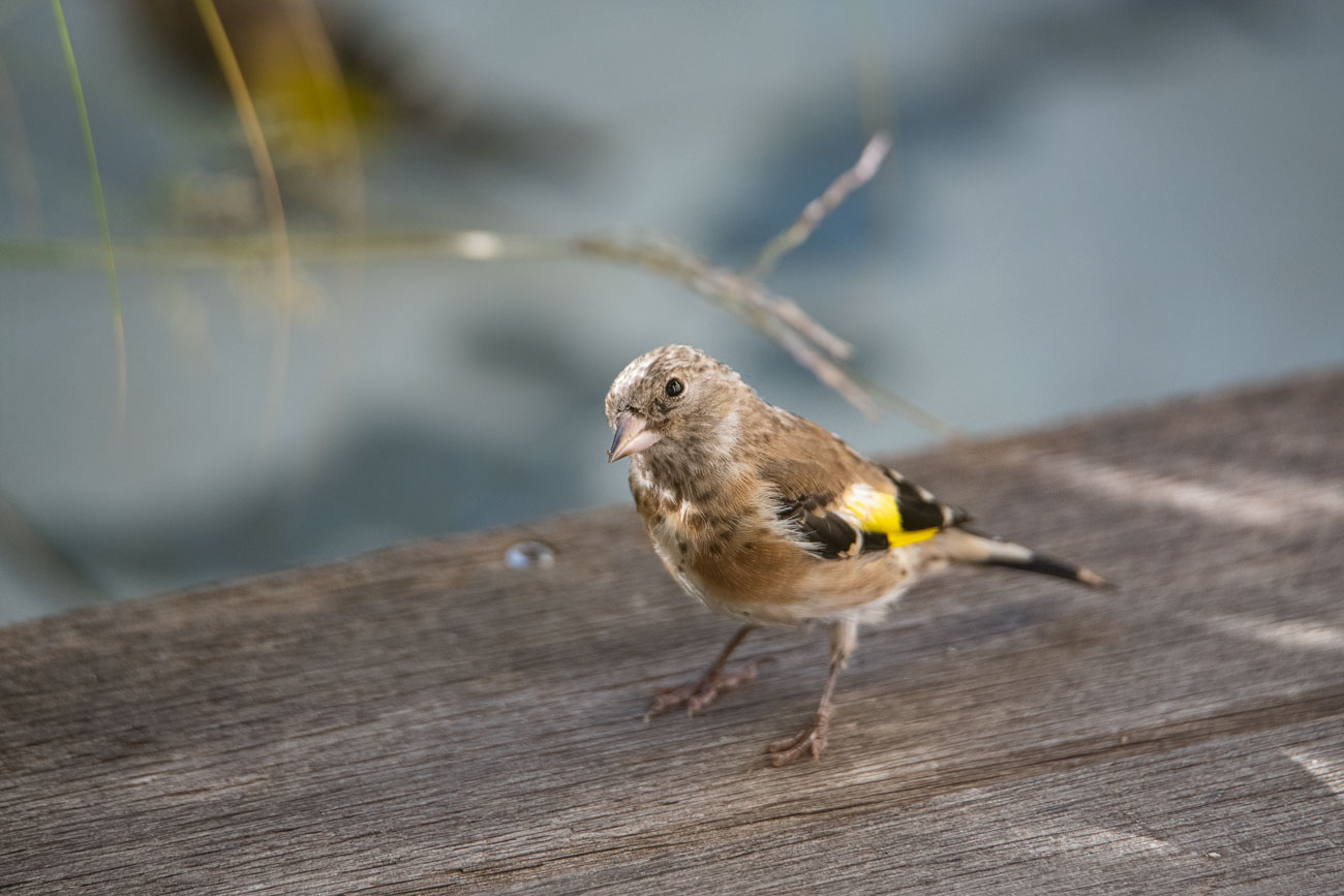 Stieglitz-Jungvogel