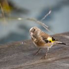 Stieglitz-Jungvogel