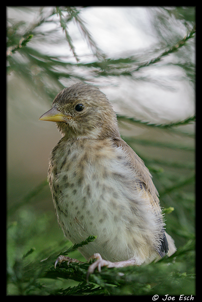 Stieglitz - Jungvogel