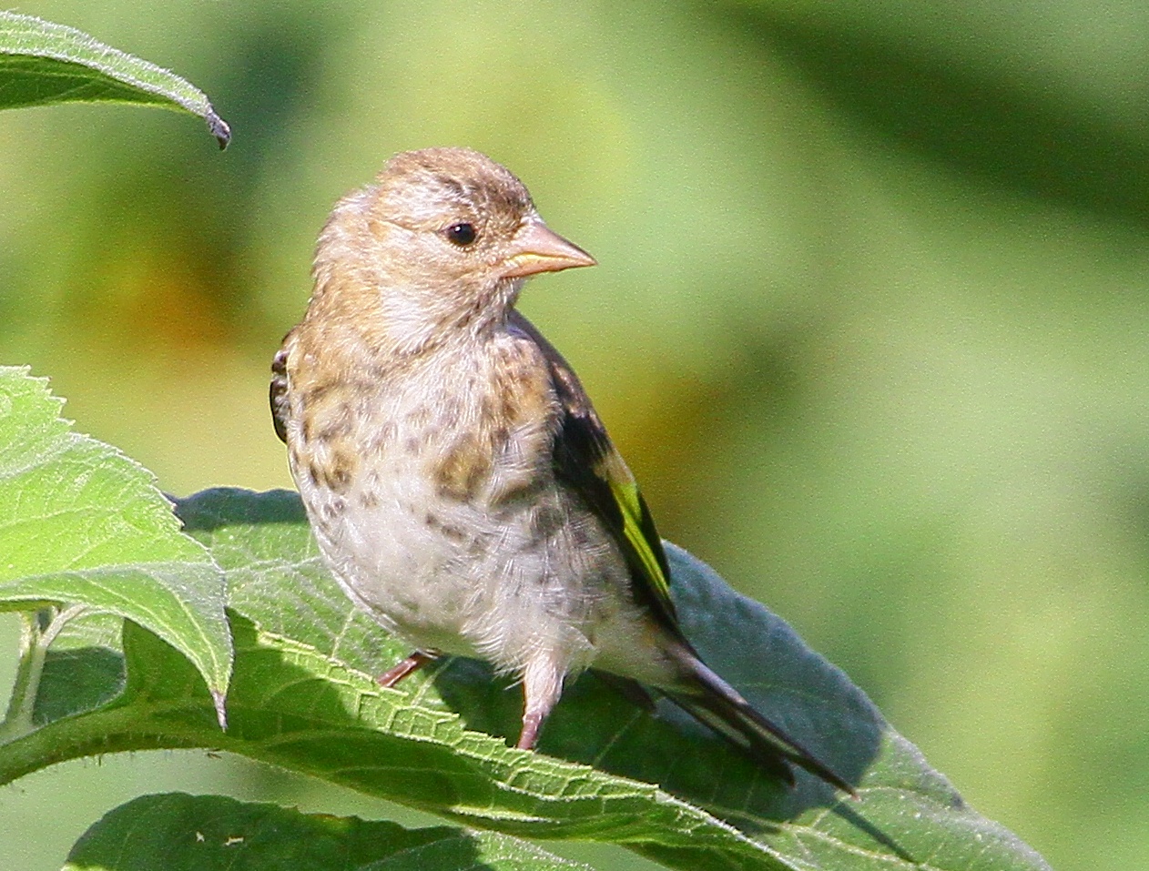 Stieglitz (Jungvogel)