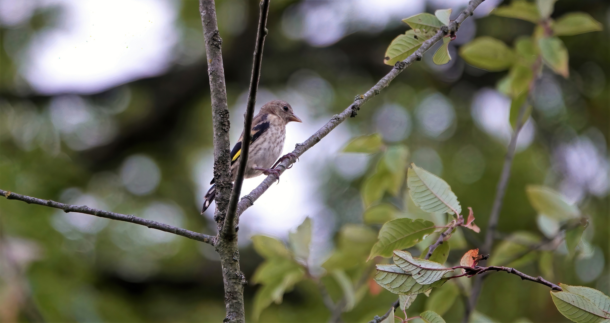 Stieglitz Jungvogel Foto & Bild tiere, wildlife, wild lebende vögel