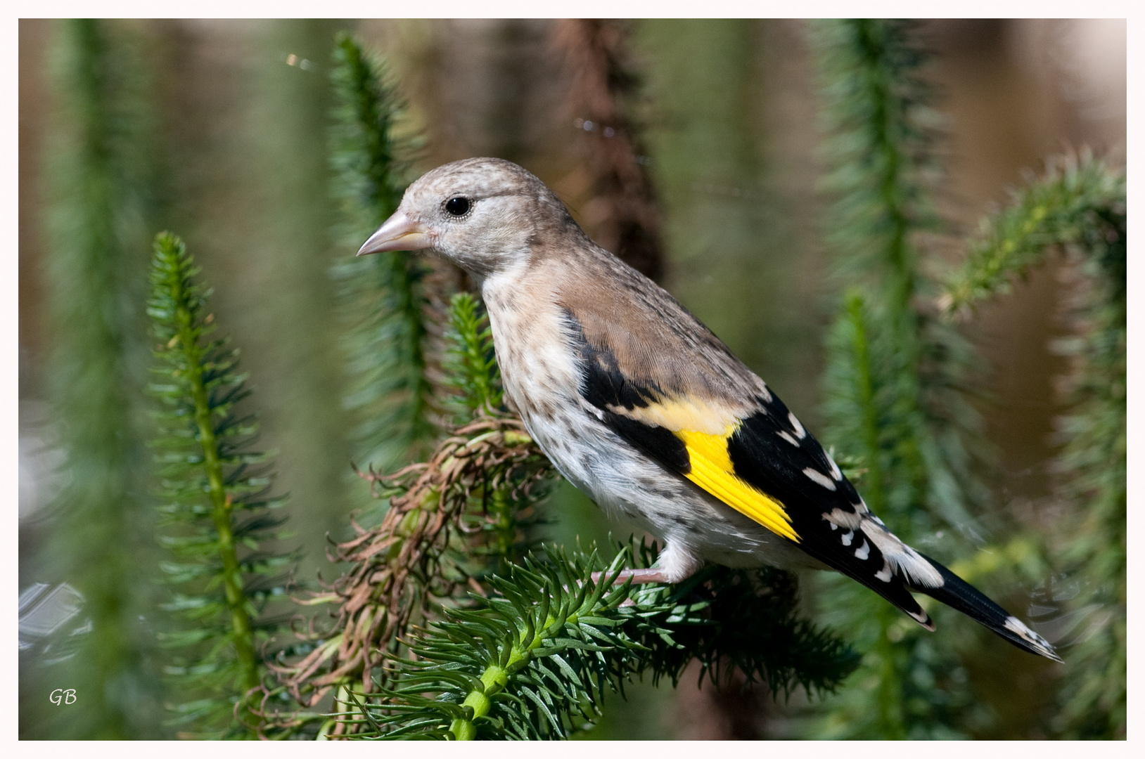 Stieglitz - Jungvogel