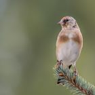 Stieglitz - Jungvogel