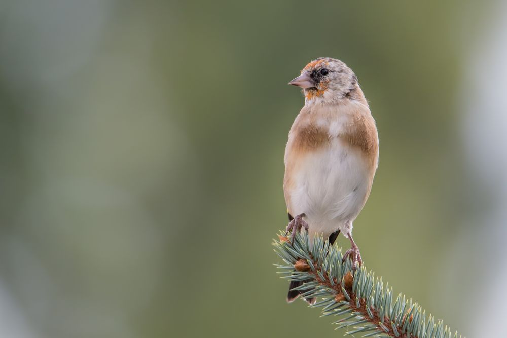 Stieglitz - Jungvogel