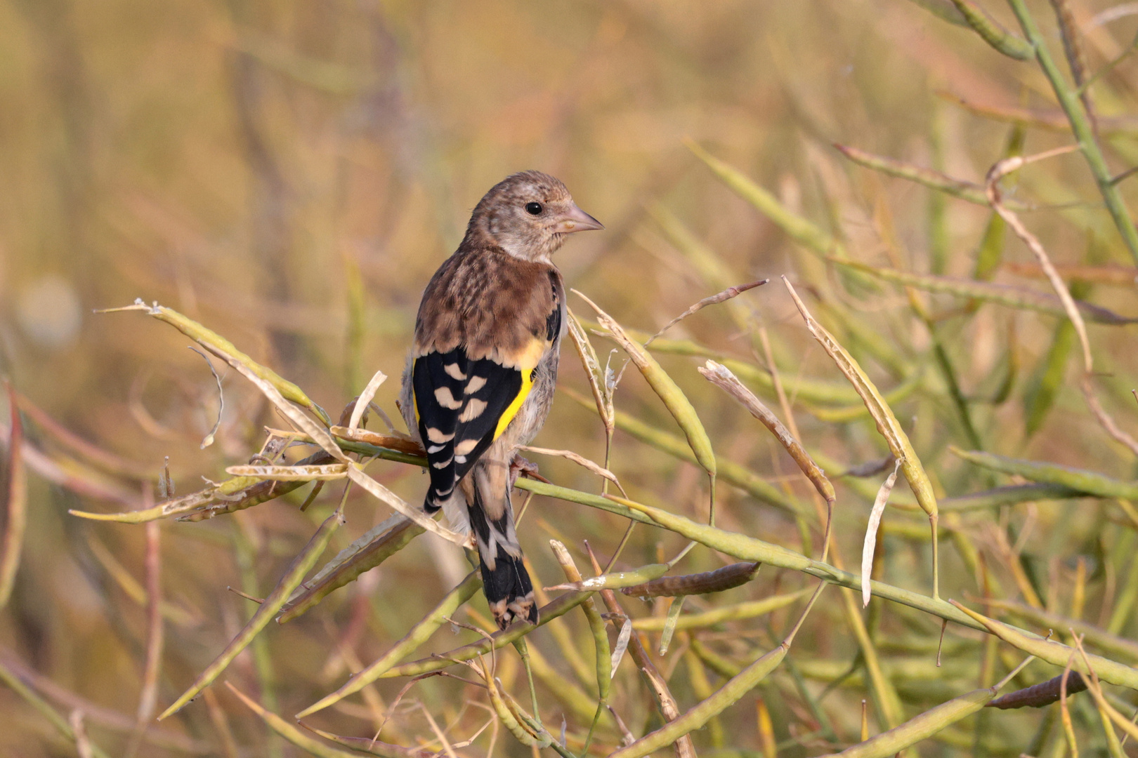 Stieglitz, Jungvogel Foto & Bild feld, natur, singvogel Bilder auf
