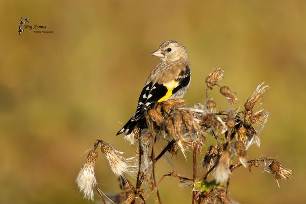 Stieglitz (Jungvogel) // Öland