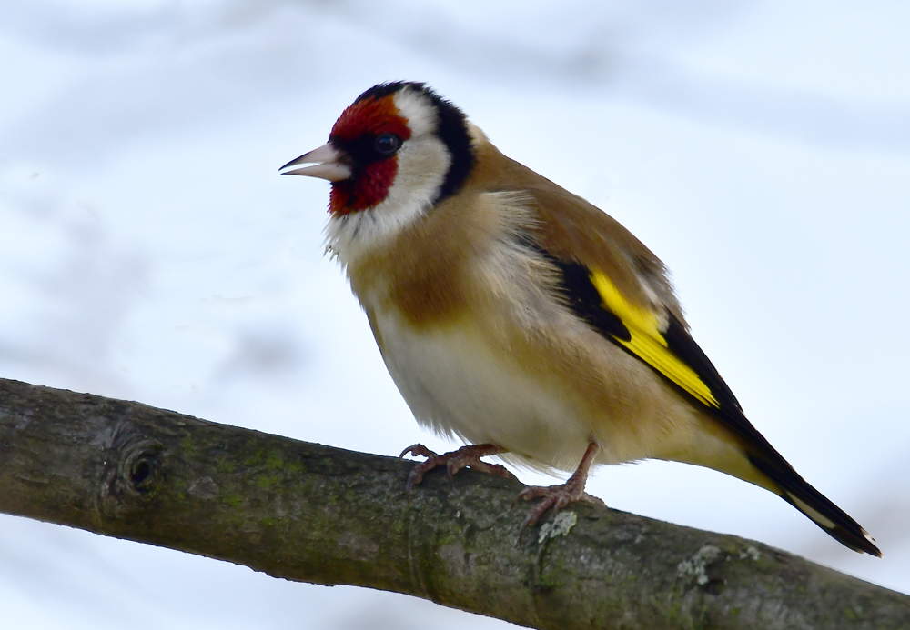 Stieglitz Männchen Foto & Bild tiere, wildlife, wild lebende vögel
