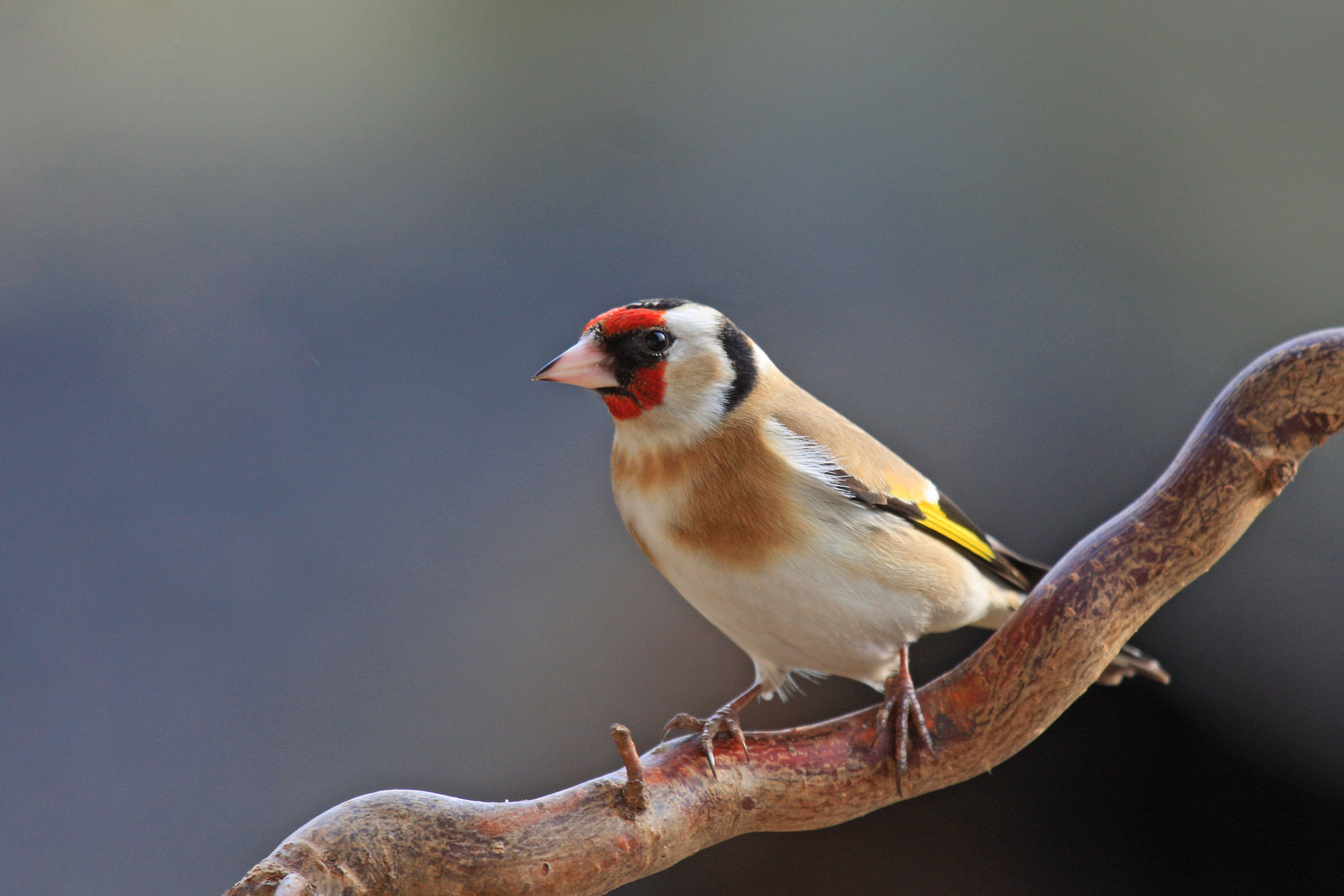 Stieglitz oder auch Distelfink (Carduelis carduelis)