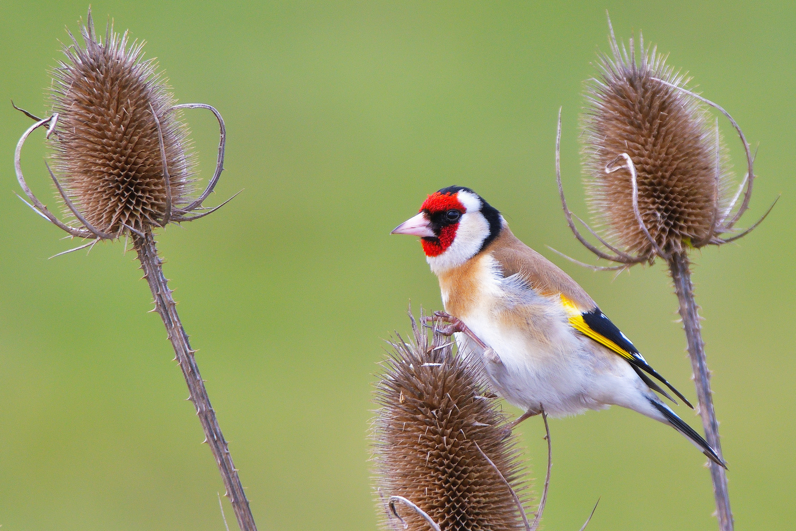 Stieglitz oder auch Distelfink (Carduelis carduelis)