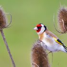 Stieglitz oder auch Distelfink (Carduelis carduelis)