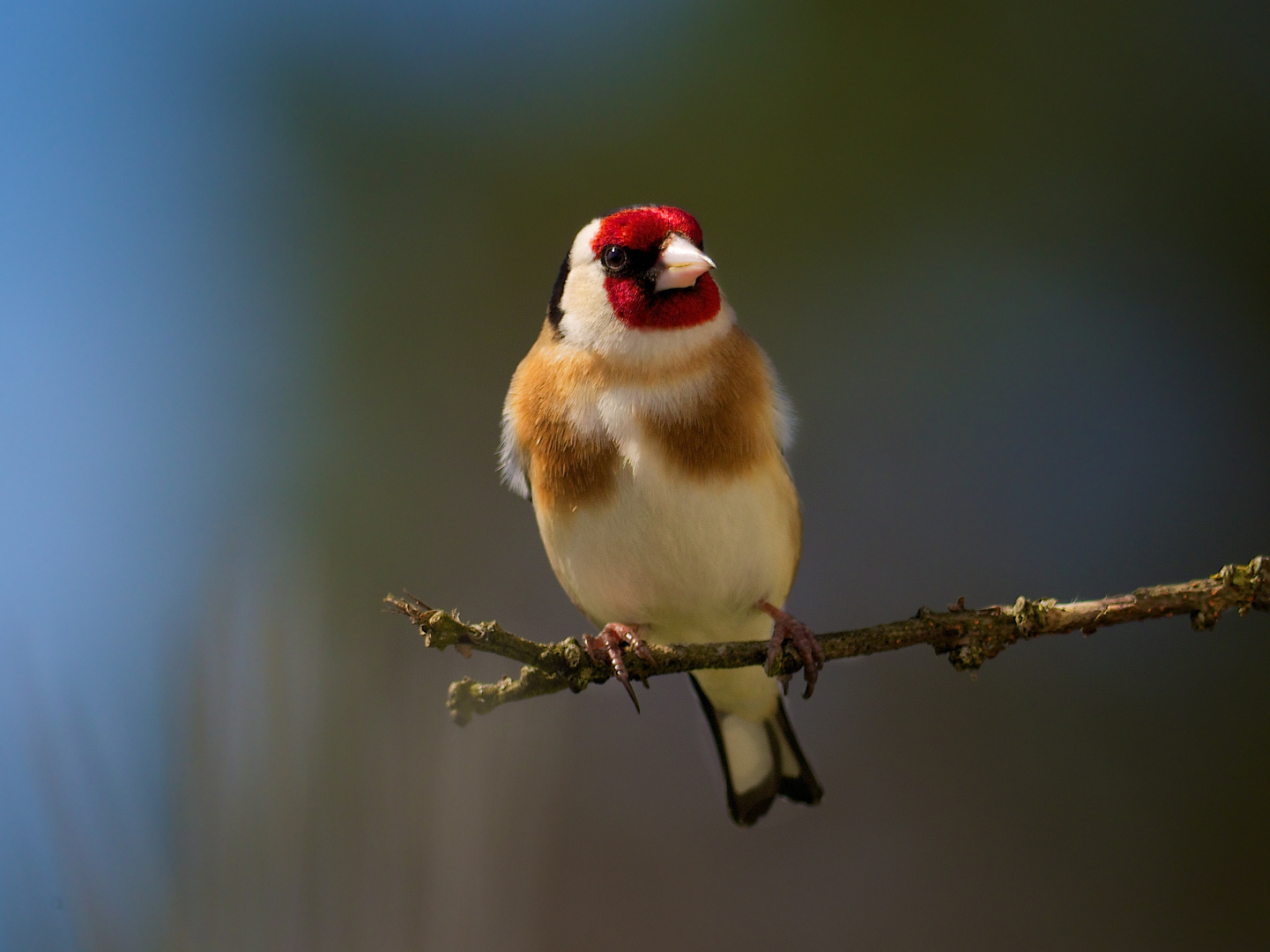 Stieglitz oder Distelfink (Carduelis carduelis)