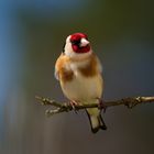 Stieglitz oder Distelfink (Carduelis carduelis)