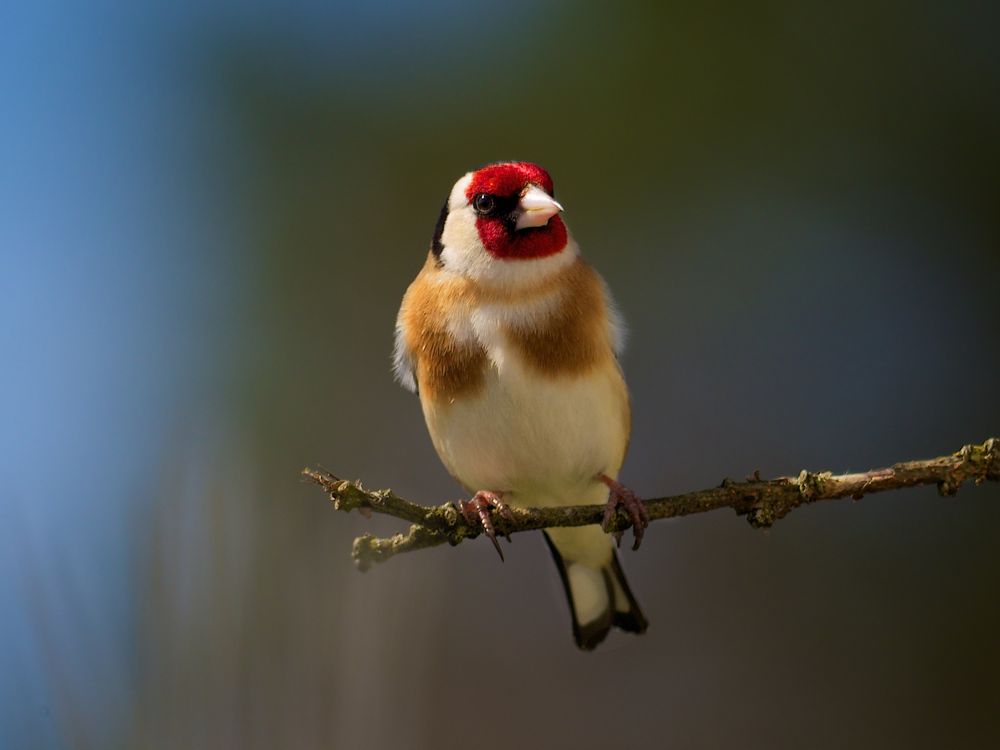 Stieglitz oder Distelfink (Carduelis carduelis)