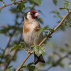 Stieglitz oder Distelfink (Carduelis carduelis)