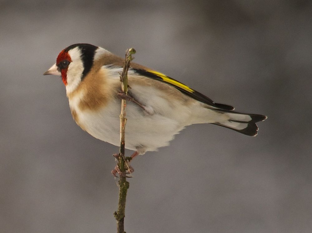 Stieglitz oder Distelfink (Carduelis carduelis)