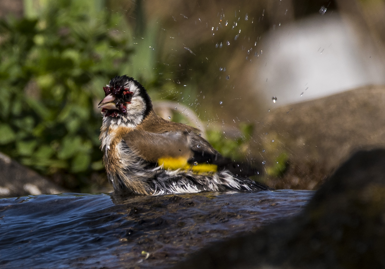 Stieglitz planscht in meinem Teich